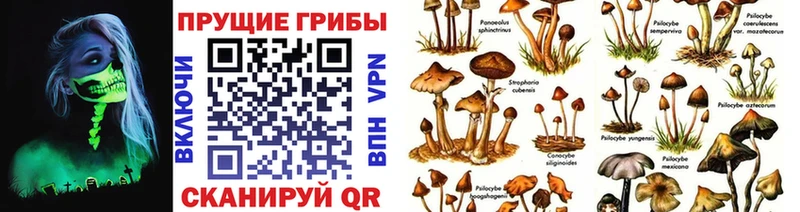 где продают наркотики  Теберда  Галлюциногенные грибы Cubensis 